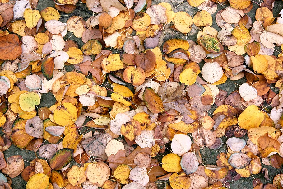 autumn leaves, background, full frame, backgrounds, large group of objects HD wallpaper
