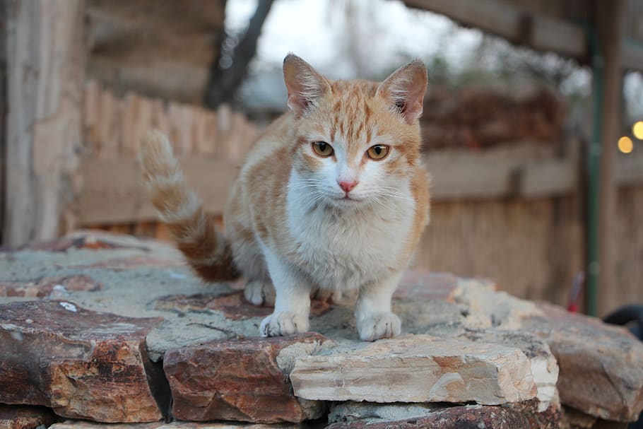 israel, jerusalem, macro, cats, street, animals, one animal HD wallpaper