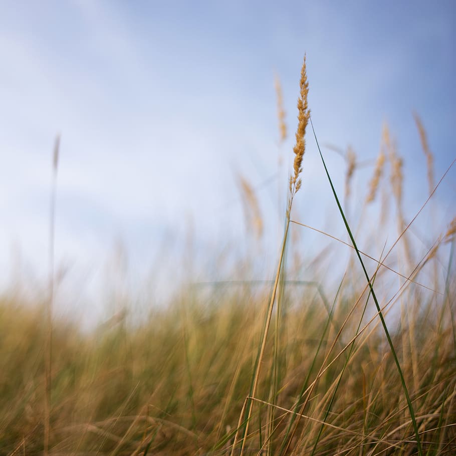 netherlands, de cocksdorp, texel, blur, plants, nature, growth HD wallpaper