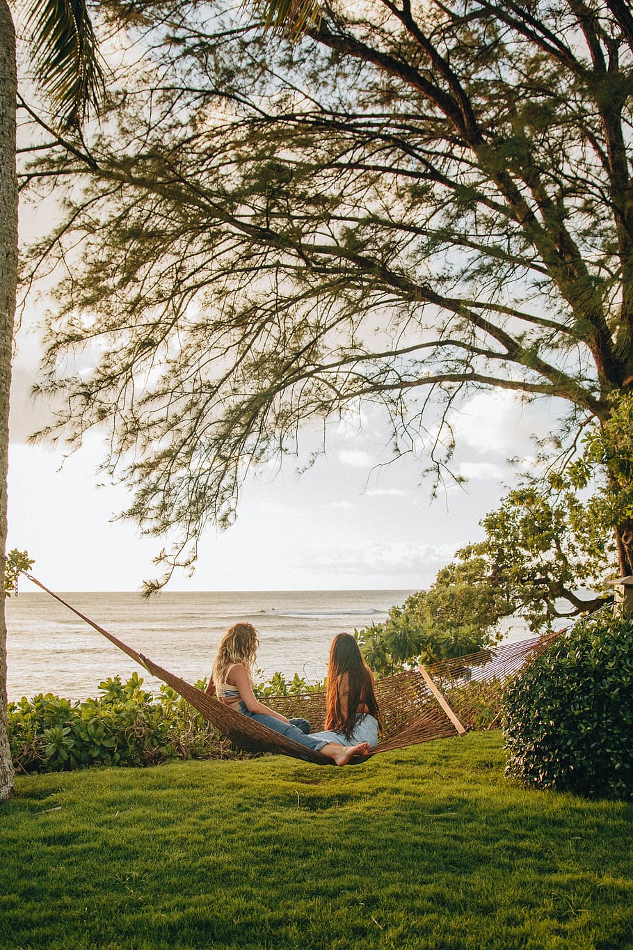 togetherness, plant, two people, tree, bonding, women, leisure activity HD wallpaper
