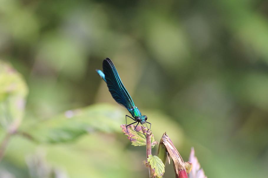 nature, dragonfly, insect, texture, wings, bug, summer, one animal HD wallpaper