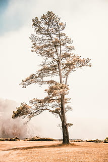 brown tall tree, plant, tree trunk, nature, outdoors, moody, vibes HD wallpaper