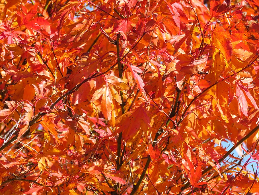 red, leaves, tree, autumn, change, plant part, orange color HD wallpaper