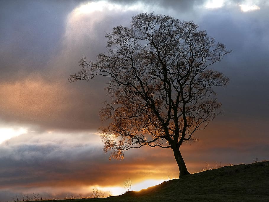 cloud - sky, tree, beauty in nature, bare tree, silhouette HD wallpaper