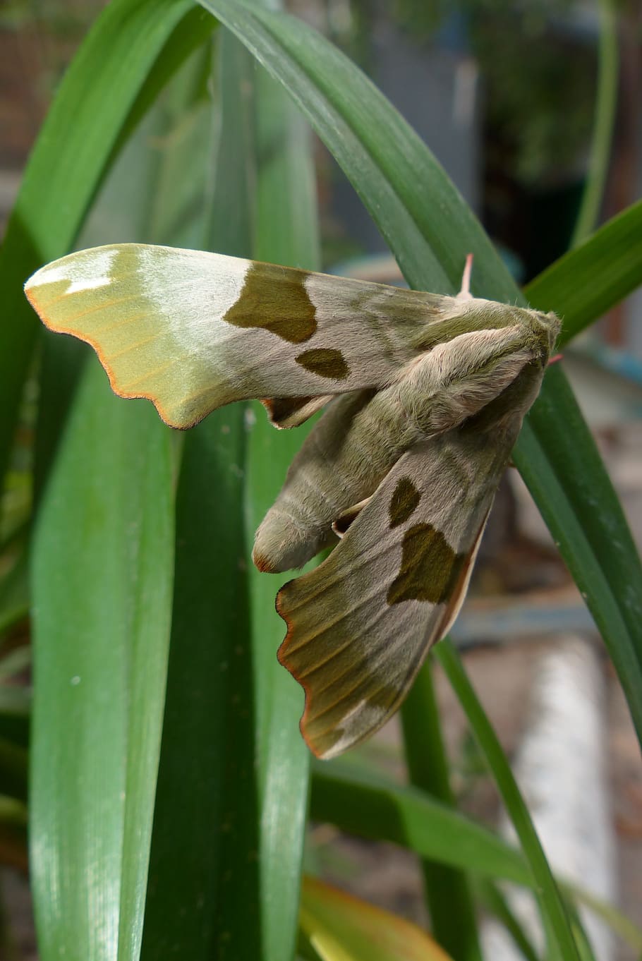 moth, butterfly, hyles, insect, wing, close-up, plant, plant part HD wallpaper