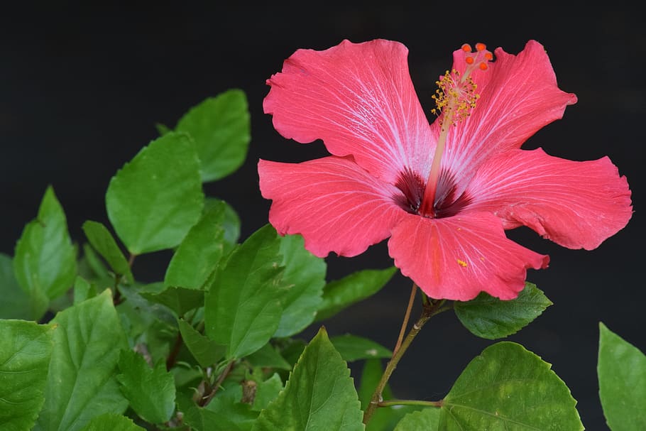 flower, flowering plant, beauty in nature, freshness, fragility HD wallpaper