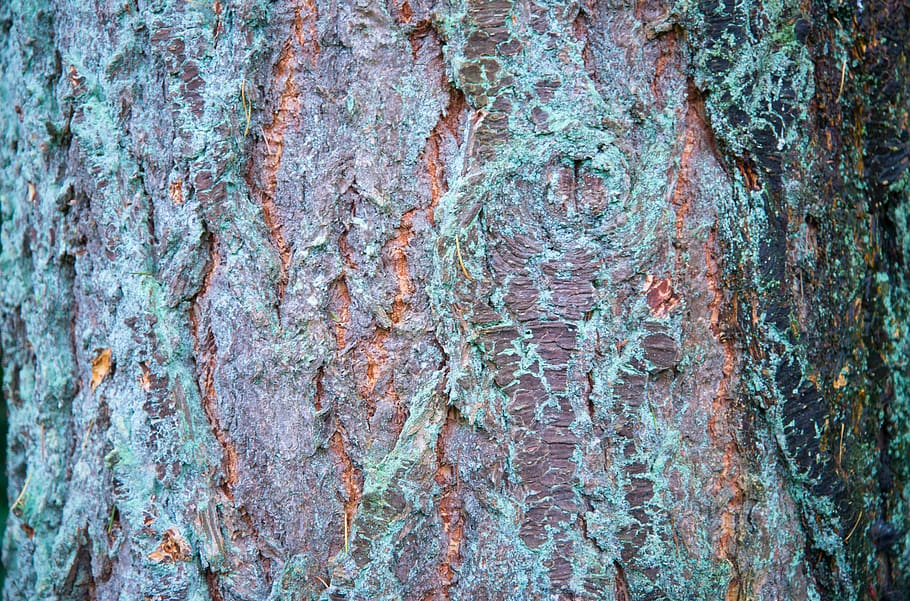 Green and Brown Surface, bark, dirty, rind, rough, texture, timber HD wallpaper