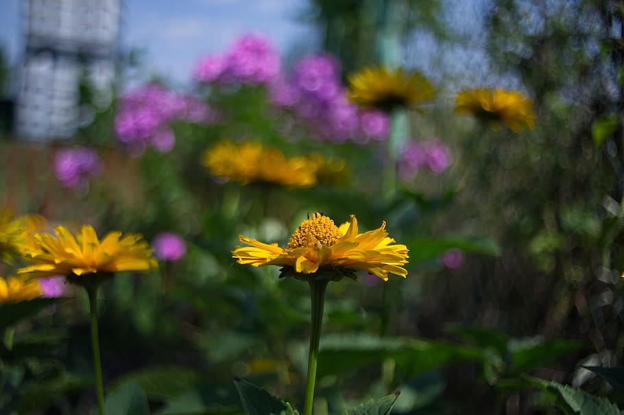 bokeh, flower, flowers, spring, garden, flowering plant, freshness HD wallpaper