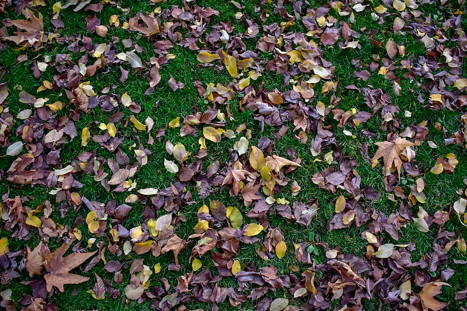 plant part, leaf, autumn, leaves, change, nature, beauty in nature HD wallpaper