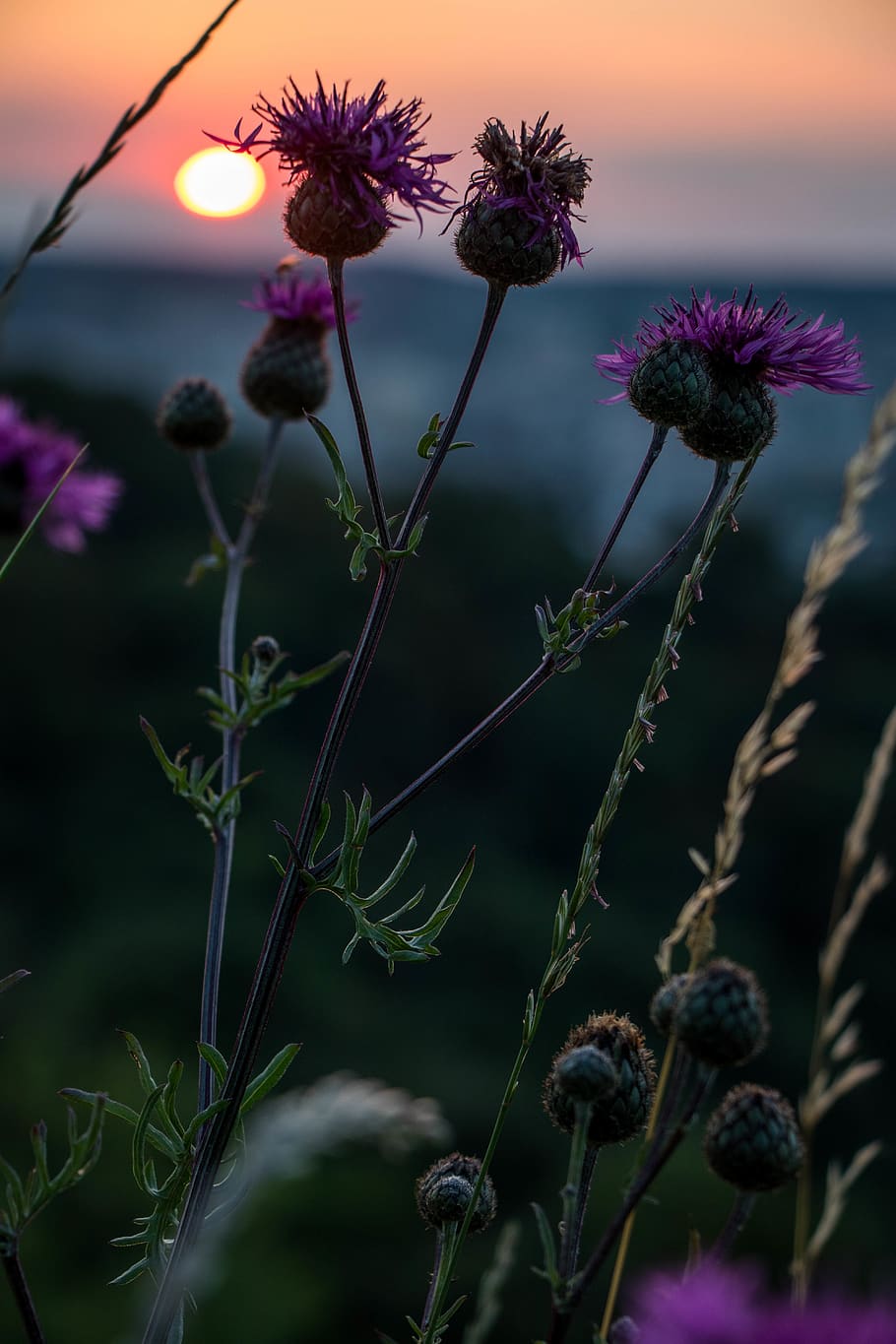purple petaled flower, plant, flowering plant, beauty in nature HD wallpaper