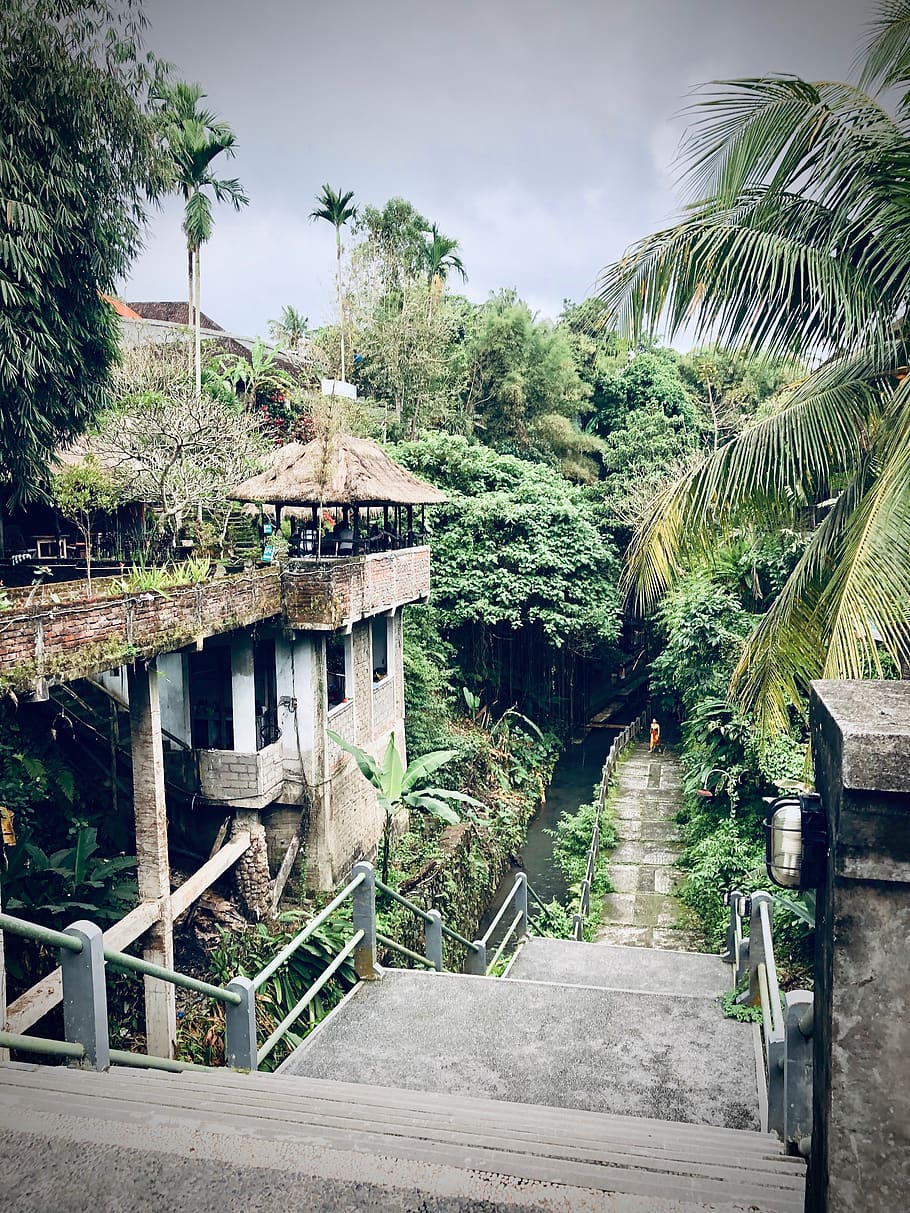 bali, indonesia, stairs, threes, tree, trees, palm, asia, abandoned house HD wallpaper