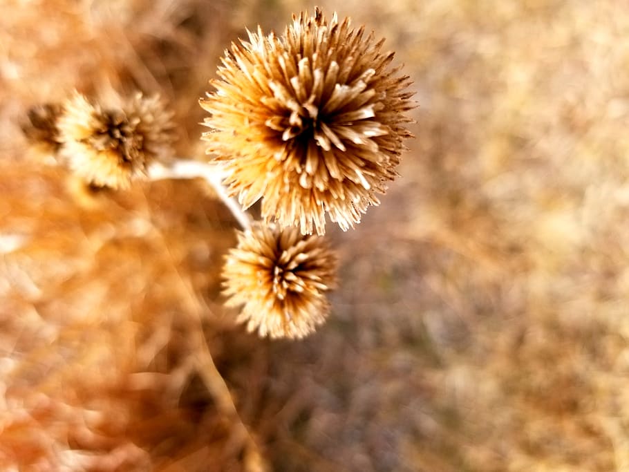 plant, nature, flower, flowering plant, freshness, no people HD wallpaper