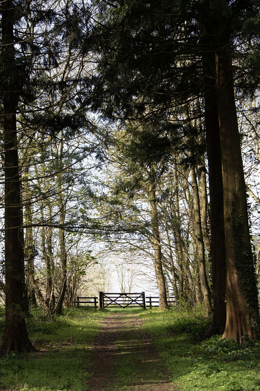 tree, plant, vegetation, nature, outdoors, woodland, forest HD wallpaper