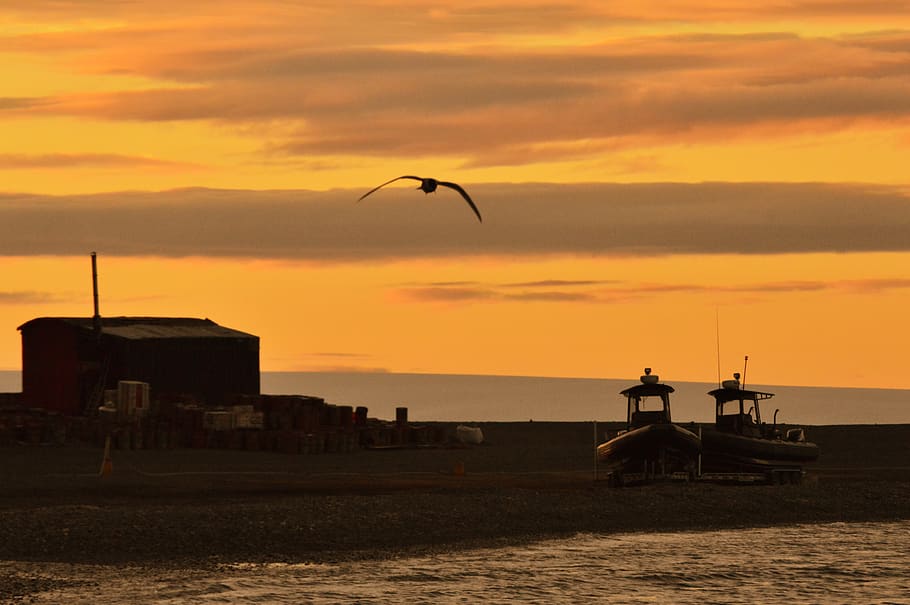 sunset, ave, silhouettes, boats, orange, animals, wings, flight HD wallpaper