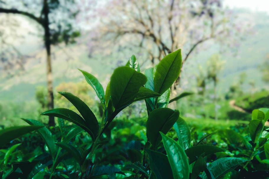 plant, vegetation, leaf, tree, outdoors, land, nature, forest HD wallpaper