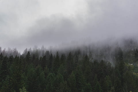 trees, pines, clouds, fog, foggy, moody, mountains, nature HD wallpaper