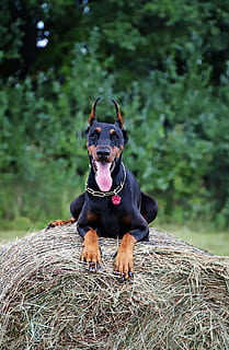 doberman, dog, haystack, walk, one animal, animal themes, vertebrate HD wallpaper