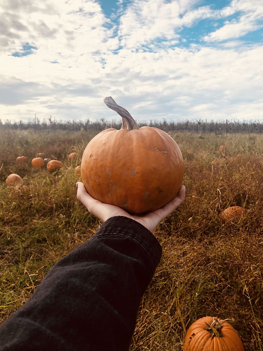 autumn, pumpkin patch, corn field, midwest, indiana, natural HD wallpaper
