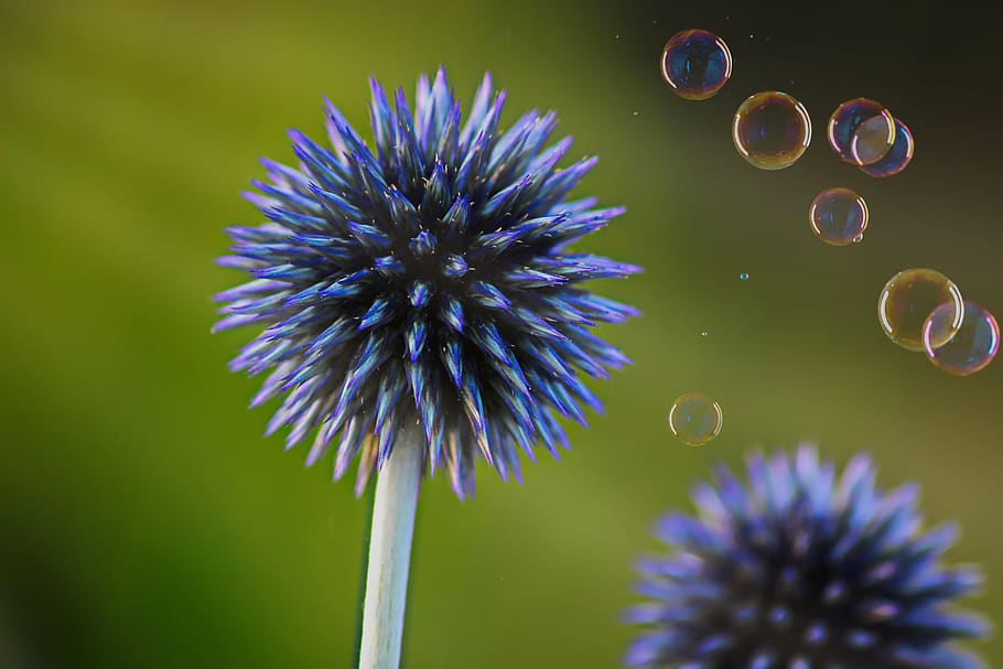 diestel, spur, pointed, blue, soap bubbles, sunbeam, nature HD wallpaper