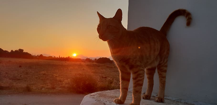 abendstimmung, cat, summer, mammal, animal, animal themes, one animal HD wallpaper