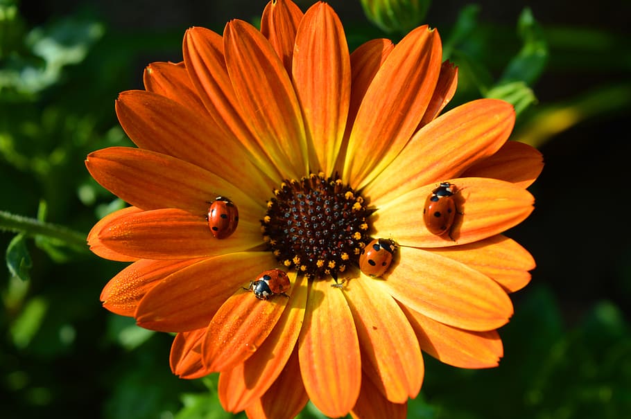 blossom, bloom, flower, ladybug, close up, nature, flowering plant HD wallpaper