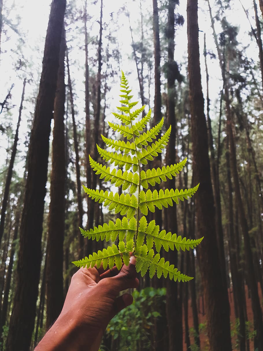 Person Holding Green Leaf, color, daylight, environment, fern HD wallpaper