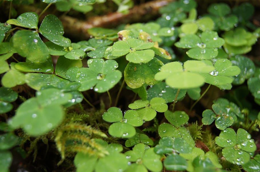 klee, rain, green, drip, four leaf clover, nature, water, raindrop HD wallpaper