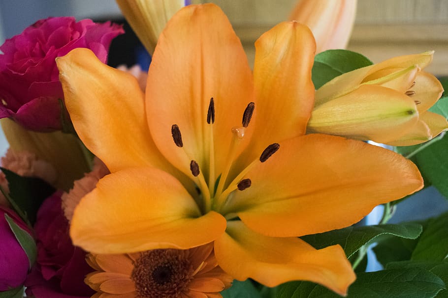 stems, beautiful, macro, up close, yellow, bunch of flowers HD wallpaper