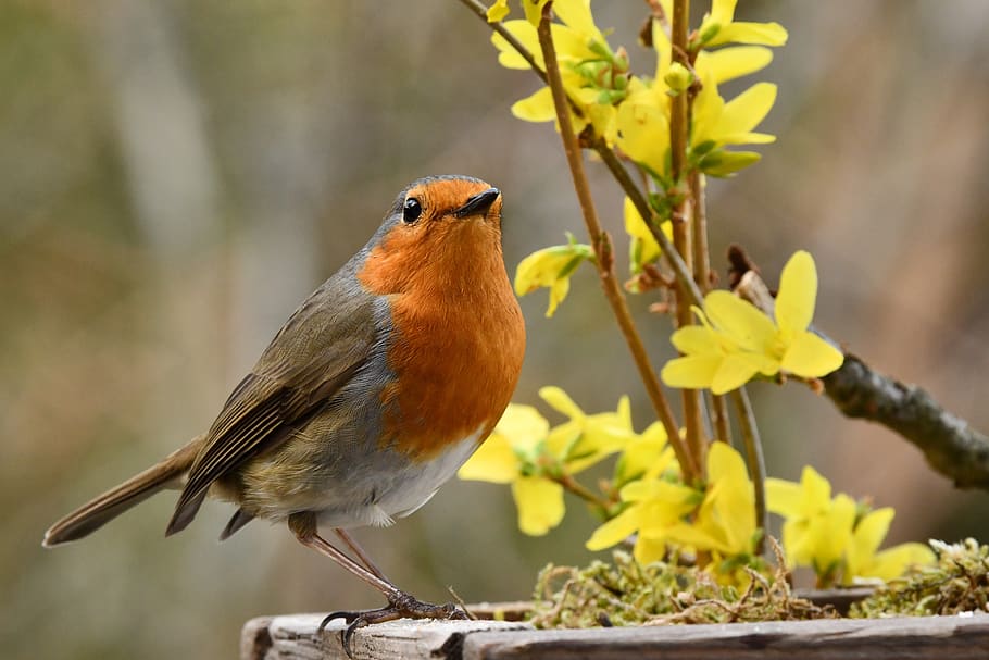 robin, bird, spring, forest, animal, nature, colors, animal themes HD wallpaper