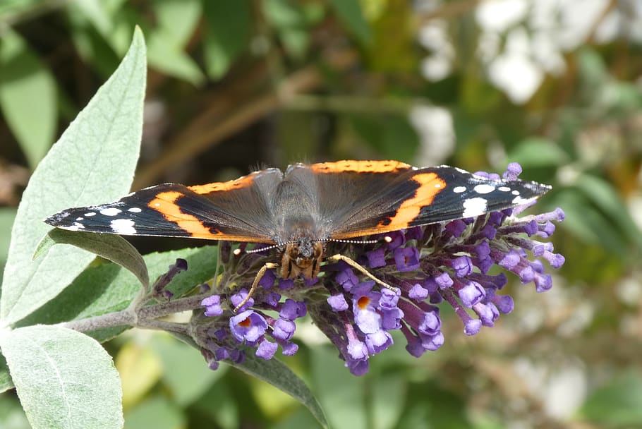 butterfly, flower, bug, blossom, wing, background, nature, invertebrate HD wallpaper