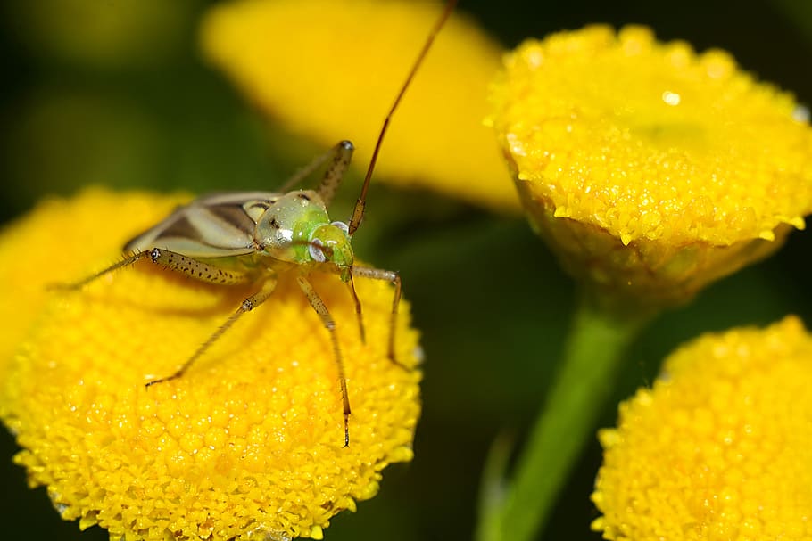 insect, macro, animals, yellow, invertebrate, animal wildlife HD wallpaper
