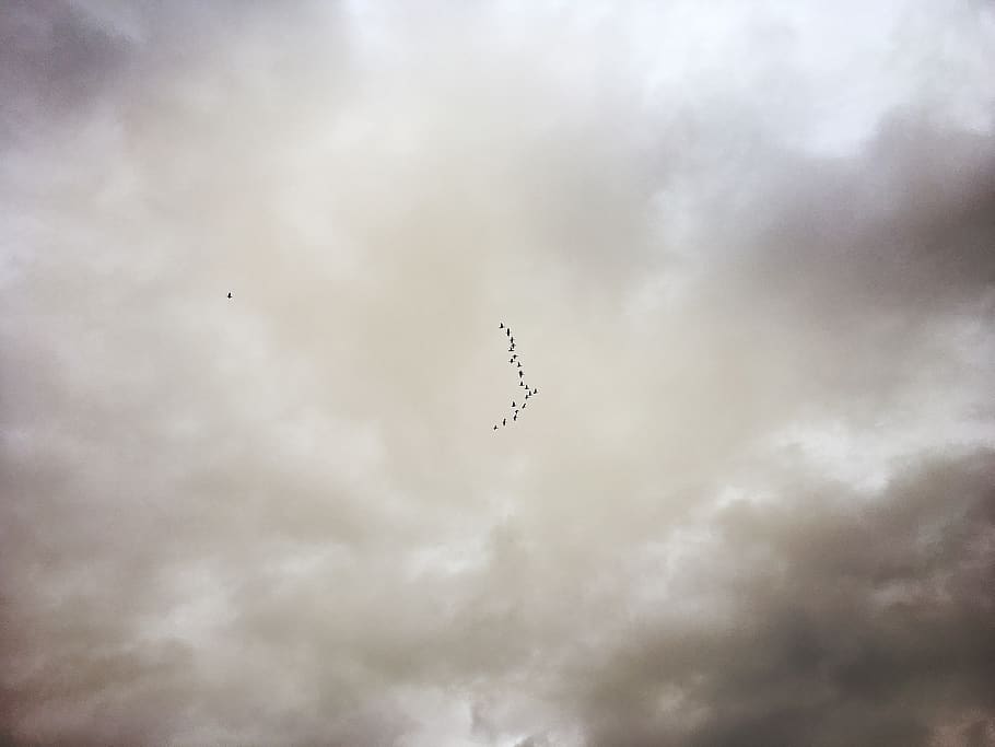 schweiz, oberkirch, cloud, birds, flying bird, cloud - sky HD wallpaper