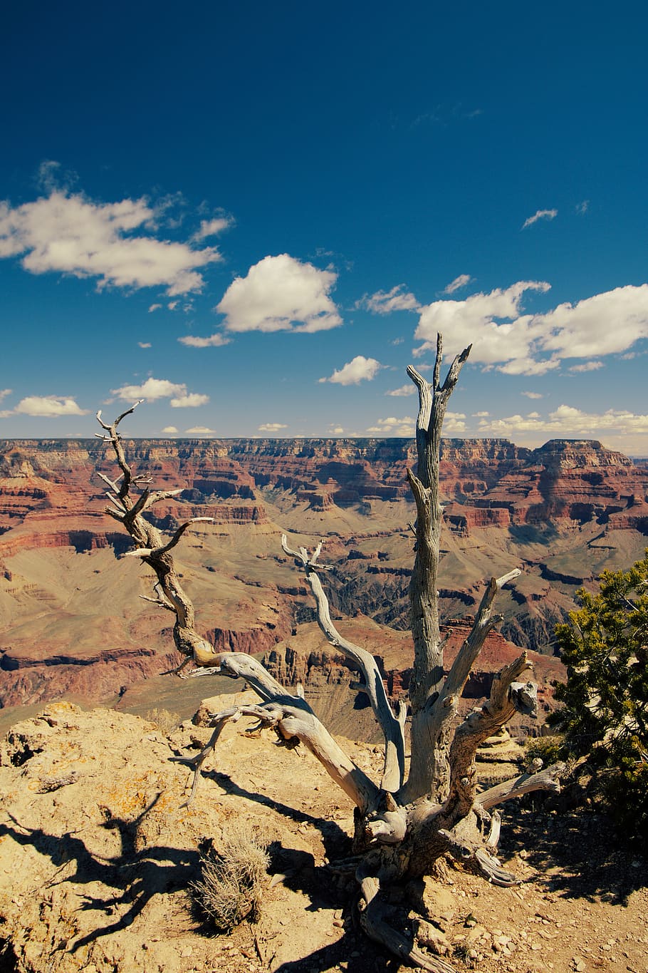 bare tree in desert during daytime, nature, outdoors, mountain HD wallpaper