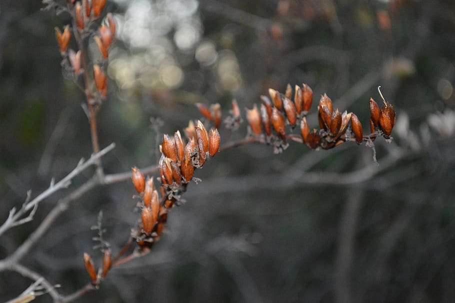 nature, colorful, warm, plant, close-up, tree, no people, growth HD wallpaper