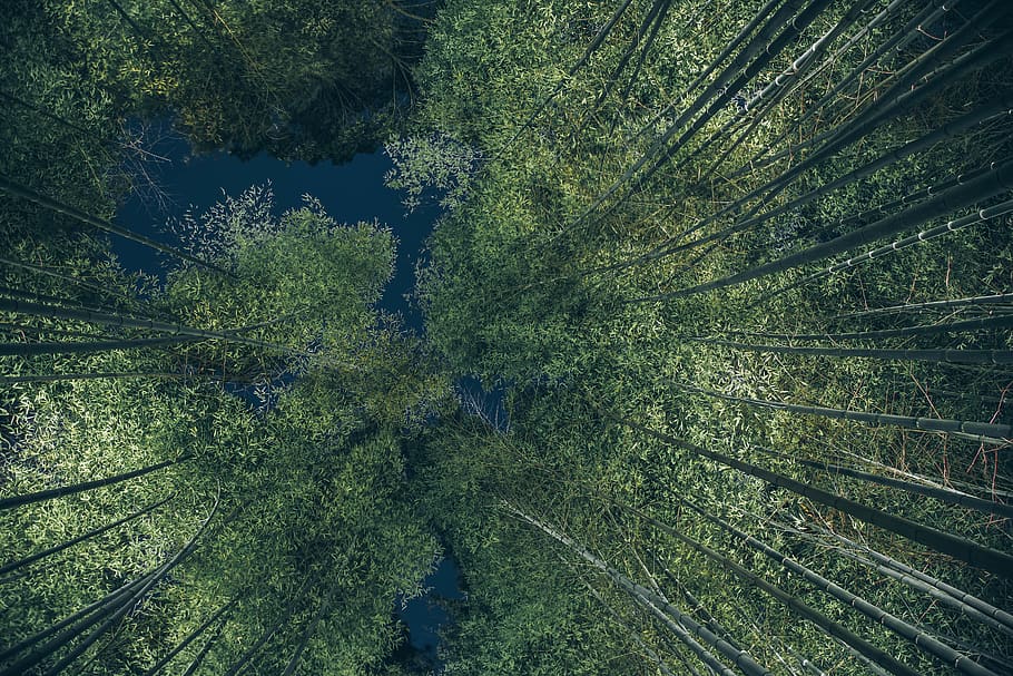 japan, kyōto-shi, arashiyama bamboo grove, green, nature, look up, HD wallpaper