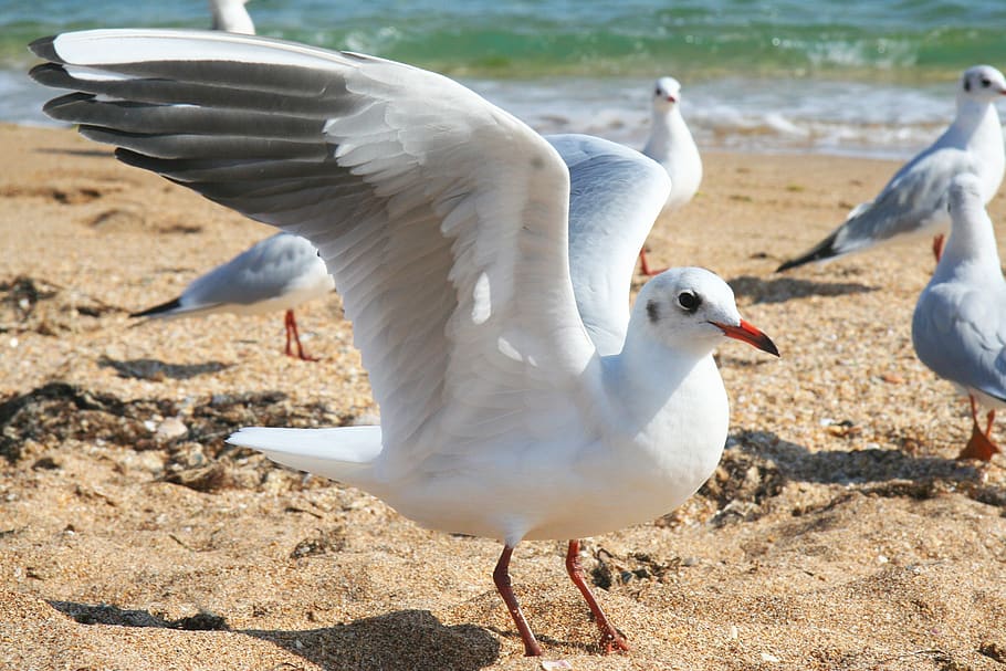 seagull, beach, sand, wave, bird, wings, animal themes, vertebrate HD wallpaper
