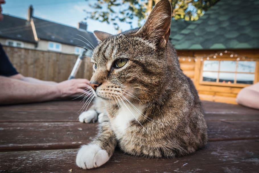 domestic, pets, domestic animals, cat, mammal, domestic cat HD wallpaper