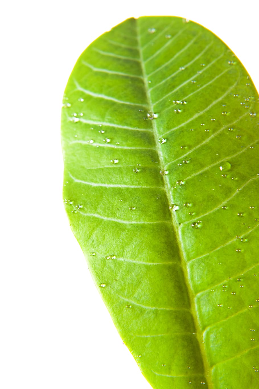 background, botany, flora, floral, flores, foliage, green, growing HD wallpaper