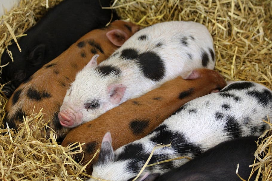 Group of Piglets, animals, barn, close-up, cute, domestic, farm HD wallpaper
