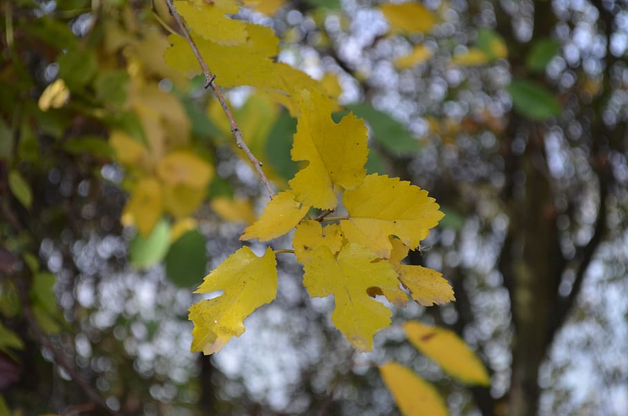 leaf, yellow, tree, plant, growth, beauty in nature, close-up HD wallpaper
