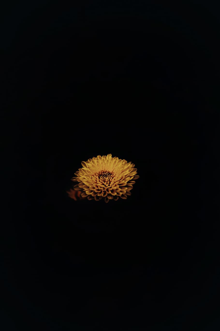 yellow petaled flower, black background, studio shot, no people HD wallpaper
