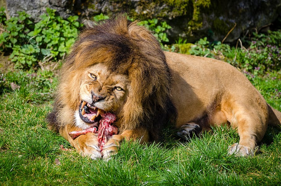 Brown Lion Eating Meat, animal, canine, carnivore, feeding, ferocious, HD wallpaper
