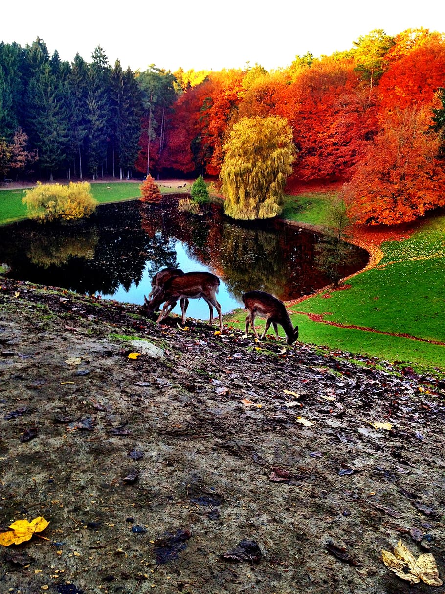 deer, plant, tree, autumn, animal, group of animals, nature HD wallpaper
