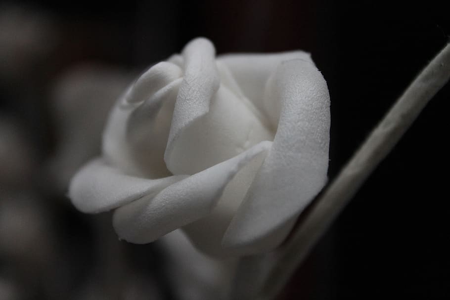 flower, flowering plant, close-up, white color, freshness, vulnerability HD wallpaper