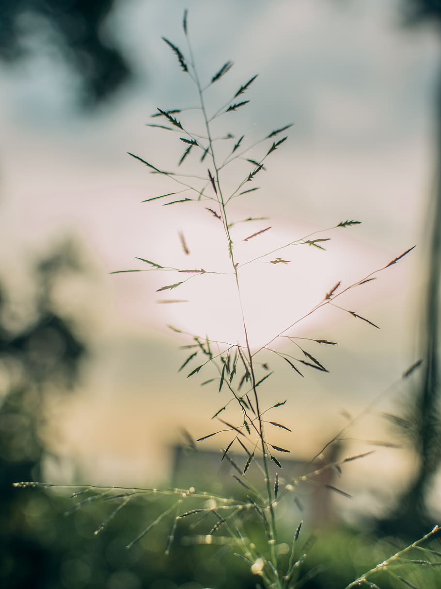 woods, grass, macro, cool, nature, fresh, light, flare, sunset HD wallpaper