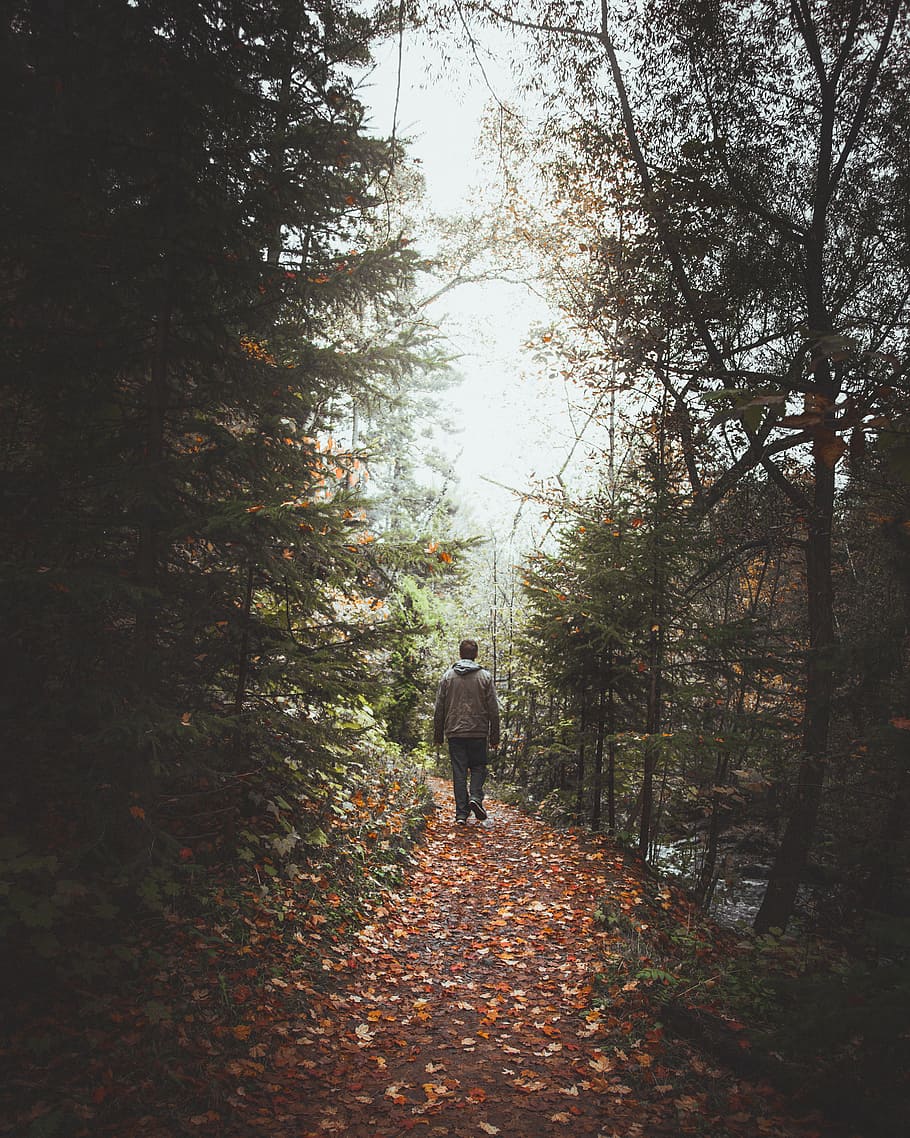 man walking on pathway between trees, forest, outdoor, pine, hiking, HD wallpaper