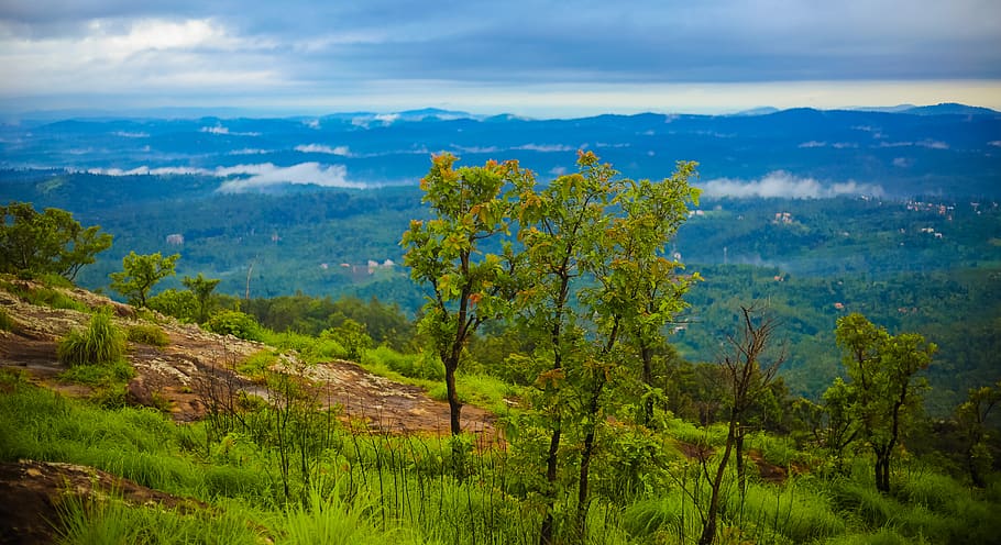 wayanad, india, trekking, forest, photography, nature, plant