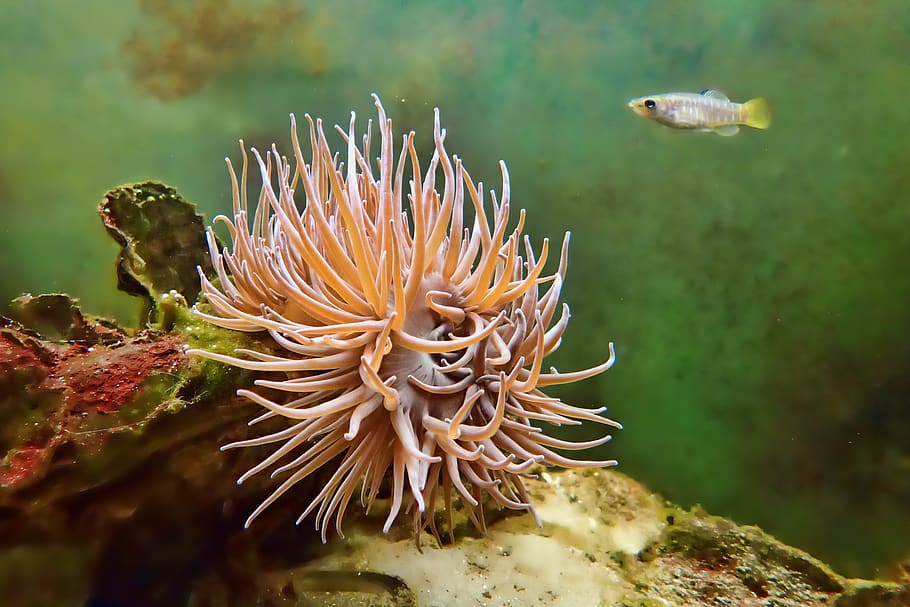 underwater, nature, tropical, fish, color, plant, coral, animals in the wild HD wallpaper