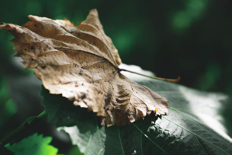 uruguay, piriápolis, fall, leaf, forest, contrast, autumn HD wallpaper