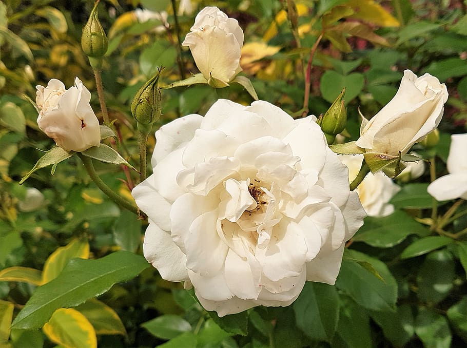 white, rose, flower, bloom, garden, flowering plant, beauty in nature HD wallpaper
